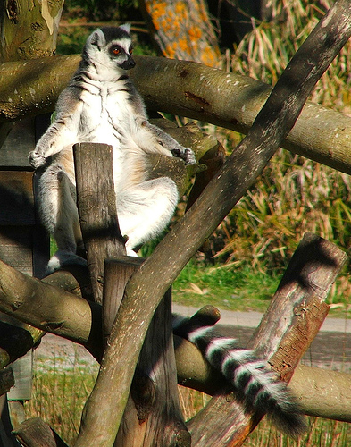 Hình ảnh kungfu  - Công viên hoang dã Orana