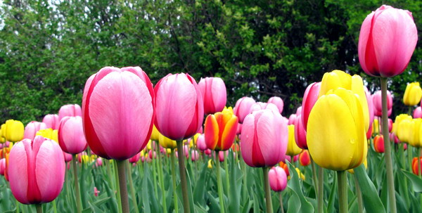 Hình bài viết Ngọt ngào những nụ hoa Tulip ở Ottawa