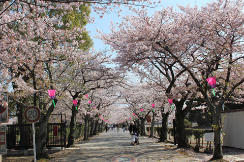 Hình bài viết Du lịch Nhật Bản mùa Hoa anh đào 2014