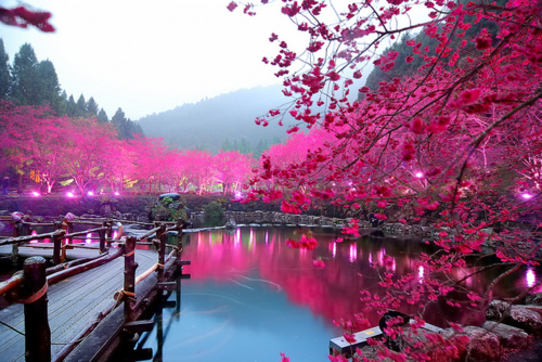 Hình bài viết Đi Nhật ngắm hoa Anh đào xuân 2014: khởi hành 25/3-31/3/2014