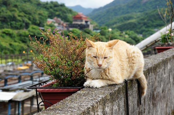 Hình bài viết Dễ thương làng mèo ở Đài Loan