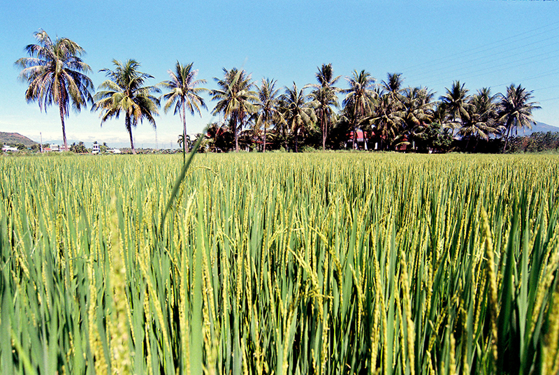 Hình bài viết Đặc sản từ ruộng lúa của người Chăm - Ninh Thuận