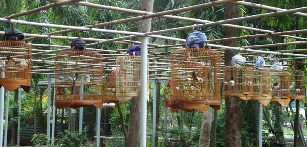 Hình bài viết Ra phố " săn chim" ở Hà Nội