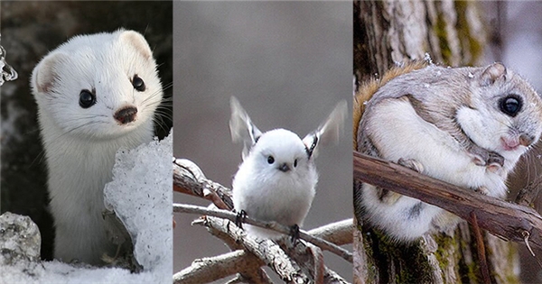 Hình bài viết Những loài vật siêu dễ thương ở đảo Hokkaido