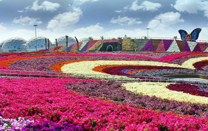 Hình bài viết Khu vườn cổ tích 45 triệu bông hoa giữa sa mạc Dubai
