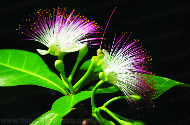 Hình bài viết Ngắm vẻ đẹp hoa bàng vuông trên đảo Lý Sơn