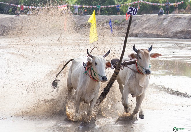 Hình bài viết Lễ hội đua bò truyền thống sôi động ở chùa Rô- An Giang