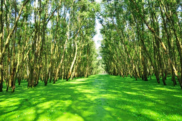 Hình bài viết Những khu rừng tràm xanh ngắt mùa nước nổi
