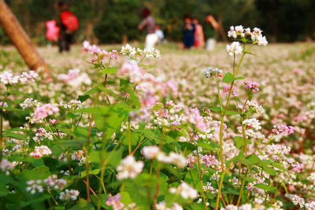 Hình bài viết Ngắm hoa tam giác mạch ở Ninh Bình