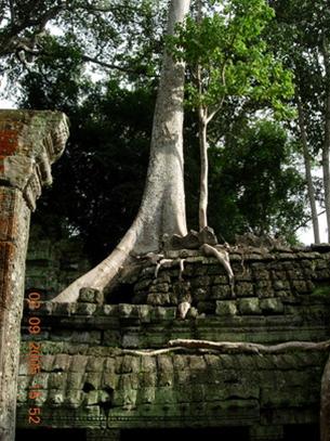 Hình bài viết Bàng hoàng đại thụ Angkor!