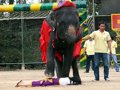 Hình bài viết Xiếc voi ở Thái Lan