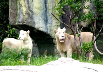 Hình bài viết Tê giác và sư tử trắng ẩn cư ở Bình Dương