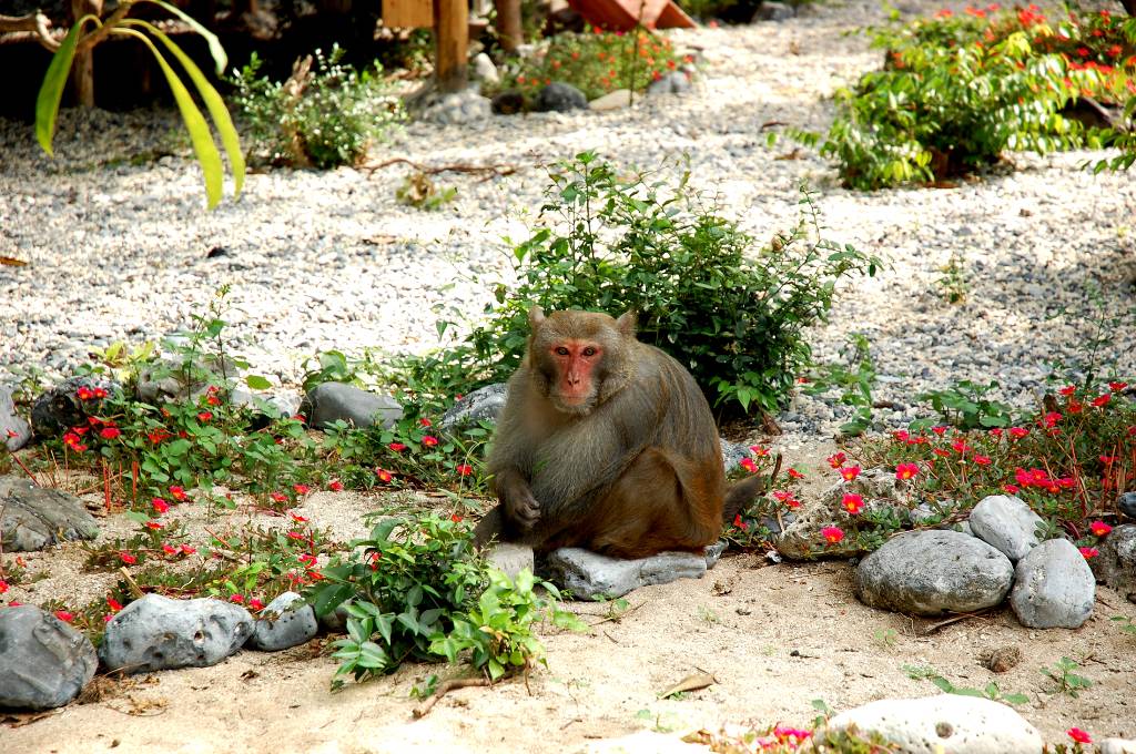Hình ảnh 2.9.Monkey at monkey island - Đảo Cát Bà