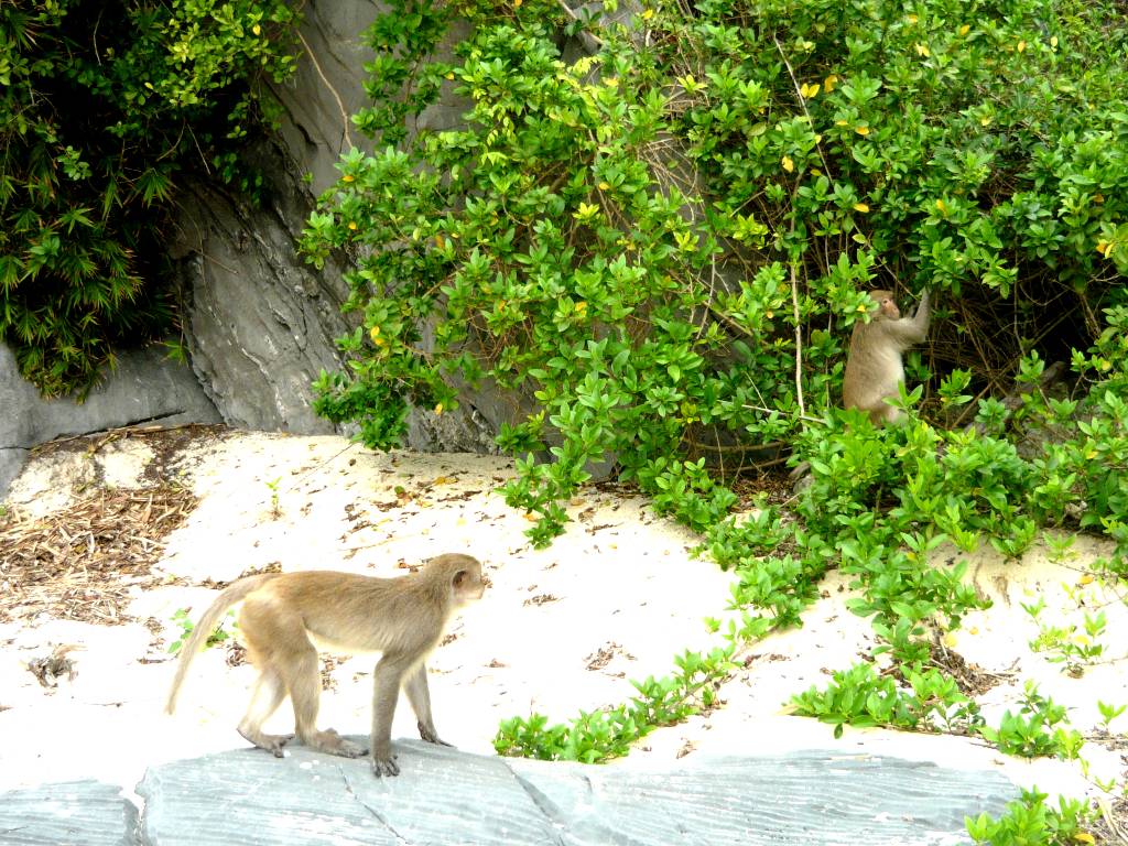 Hình ảnh 2.15.Monkey at monkey island - Đảo Cát Bà