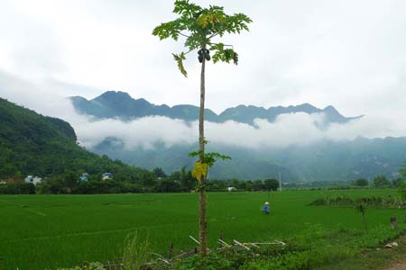 Hình ảnh a7 - Thung lũng Mai Châu