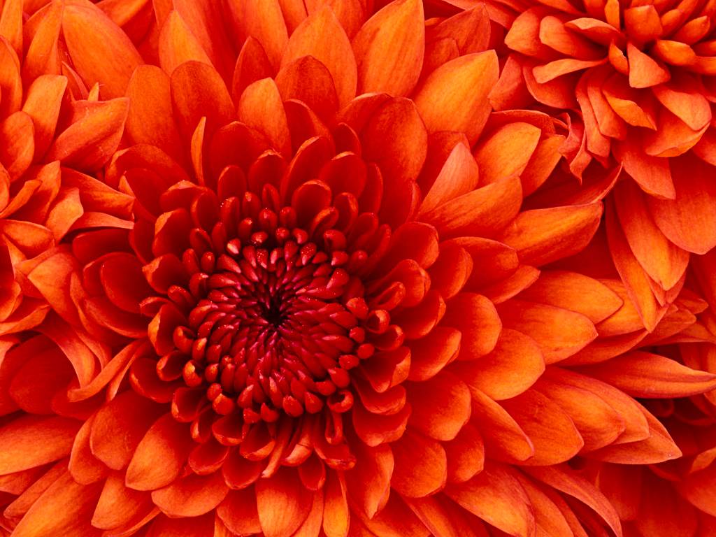 Hình ảnh Chrysanthemum - Phú Yên