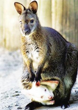 Hình ảnh Kanguru.jpg - Vườn thú Taronga