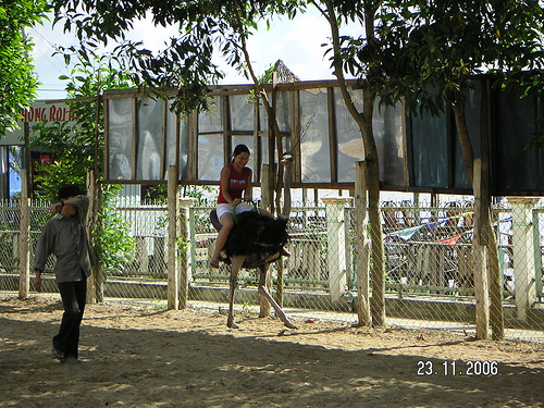 Hình ảnh Cưỡi đà điểu tại khu du lịch Vĩnh Sang - Khu du lịch Vĩnh Sang