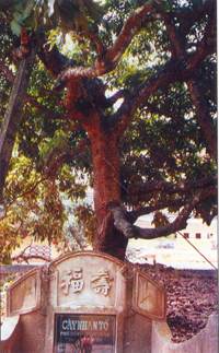 Hình ảnh Cây nhãn tổ trong vườn đền Hiến - Chùa Hiến