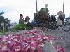 Hình ảnh Anh 1 - Chợ hoa đêm Quảng An