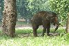 Hình ảnh Con voi trong cong vien - by TRIDN FPT.jpg - Công viên Thủ Lệ