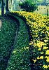 Hình ảnh Hoa trong vuon - by ongvove1712.jpg - Vườn Bách Thảo
