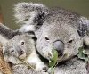 Hình ảnh Gau koala.jpg - Vườn thú Taronga