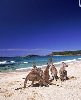Hình ảnh Kangeroo bieu tuong nuoc Uc.jpg - Sydney