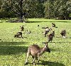 Hình ảnh Kangaroo trong cong vien.jpg - Úc