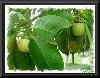 Hình ảnh măng cụt Cái Mơn - Vướn cây ăn trái Cái Mơn