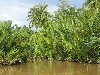 Hình ảnh Hàng dừa trên cù lao Thới Sơn - Cù lao Thới Sơn
