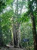 Hình ảnh Cây trò xanh ngàn năm - Rừng quốc gia Cúc Phương