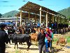 Hình ảnh Phiên chợ gia súc  - Thung lũng Phó Bảng