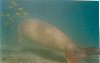 Hình ảnh Ca Dugong.jpg - Côn Đảo