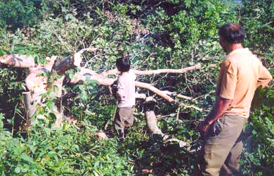 Hình ảnh anh 2 - Krông Pa