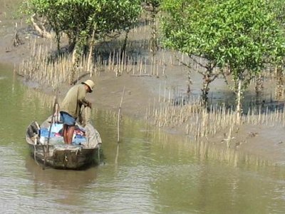 Hình ảnh Rừng ngập mặn Cần Giờ - Khu Du lịch sinh thái Cần Giờ