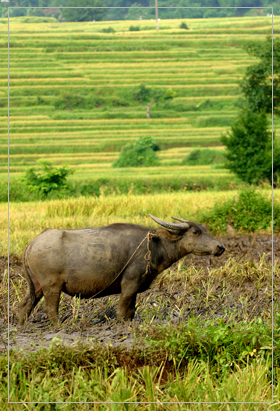 Hình ảnh 2008_01_26_516503 - Hòa Bình