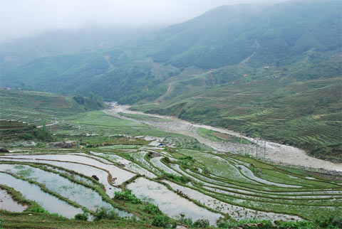 Hình ảnh Ruộng bậc thang dập dềnh trong sương sớm. - Sapa