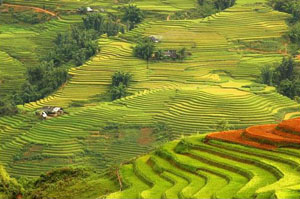 Hình ảnh Sapa Discovery - Can Cau & Bac Ha Market - Sapa