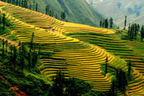 Hình ảnh Sapa Holiday - Ta Van Homestay - Sapa