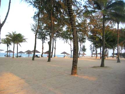 Những rặng đừa xanh mướt