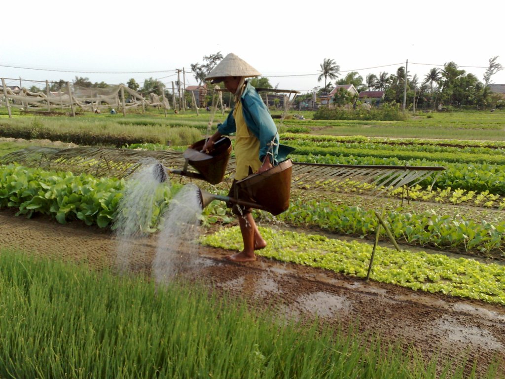 Hình ảnh  Lang rau Tra Que 2By Bach Ma  .jpg - Làng rau Trà Quế