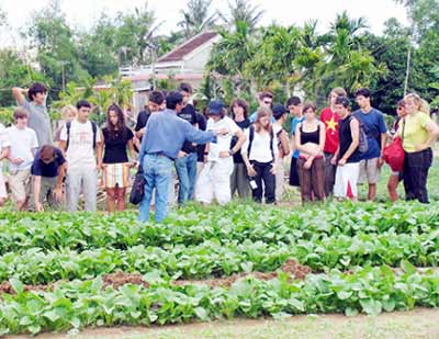 Hình ảnh rau_tra_que_01images.google.com.vn.jpg - Làng rau Trà Quế