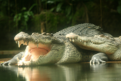 Hình ảnh Singapore Zoo By  M3R