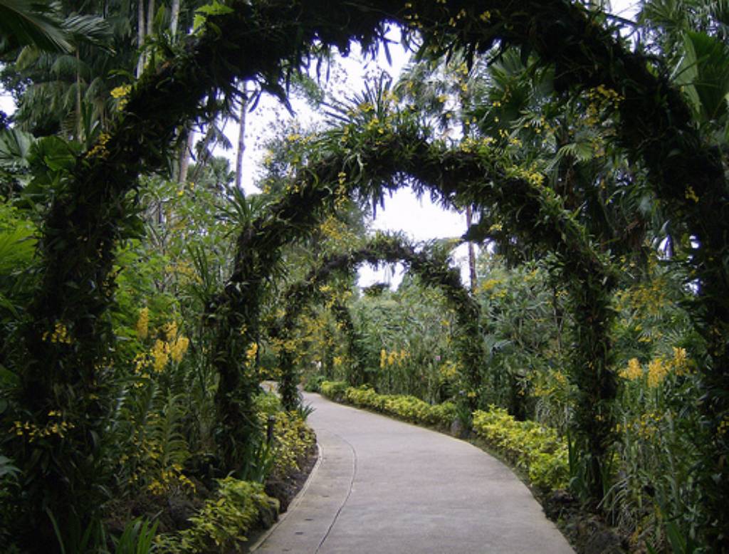 Hình ảnh National Orchid Garden 3 By  sftrajan