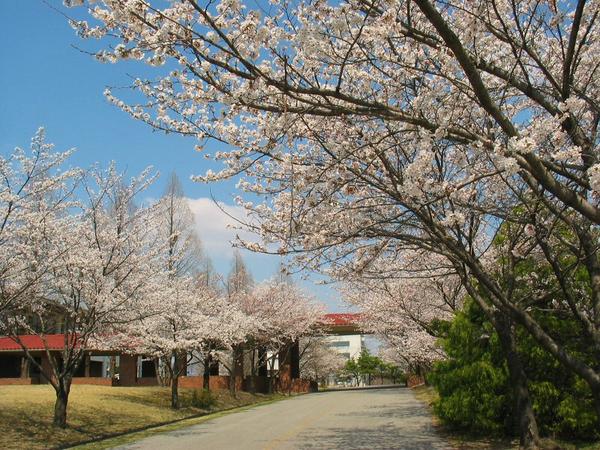 Hình ảnh Trường đại học - Daejeon