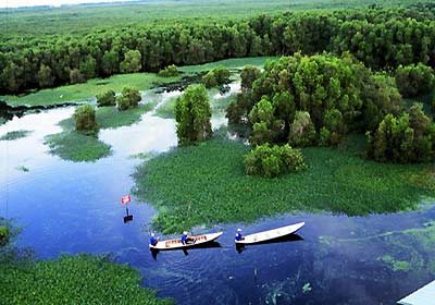 Hình ảnh Rừng U Minh Hạ - Rừng U Minh Hạ