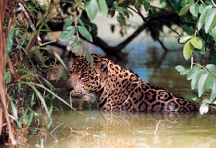 Hình ảnh Thiên nhiên guyane - Guyane