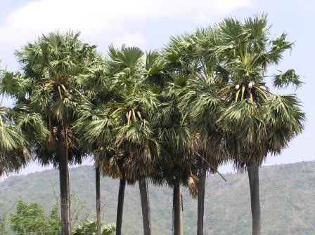 Hình ảnh Thốt nốt An Giang - An Giang