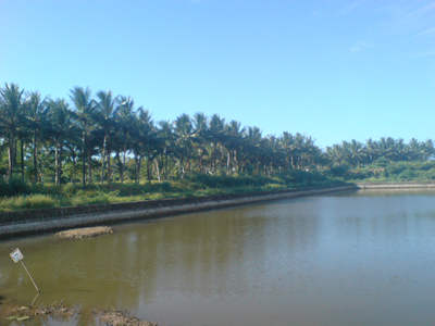 Hình ảnh Rặng dừa Thành cổ - Thành cổ Quảng Trị
